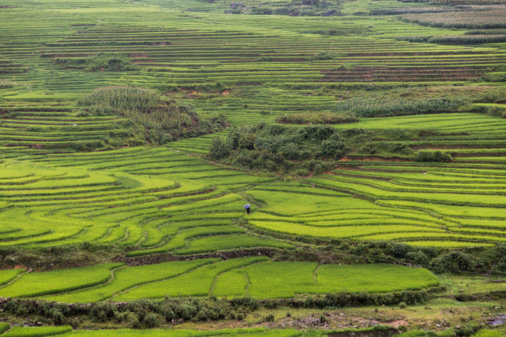 Ruộng bậc thang ở Tả Phìn, Sapa. Ảnh: Mathieu Arnaudet - 500px.com.