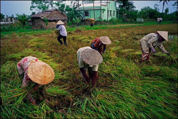 Những người nông dân gặt lúa ở cánh đồng ở Gò Công, trên đường đi Mỹ Tho, Tiền Giang, miền Tây Nam Bộ năm 2007. Ảnh: Ian Berry/ Magnum Photos.