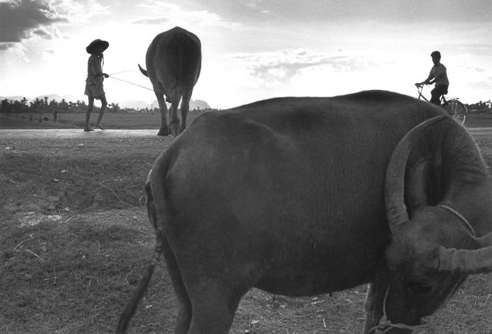 Những chú trâu ven đường. Ảnh: Ferdinando Scianna/ Magnum Photos.
