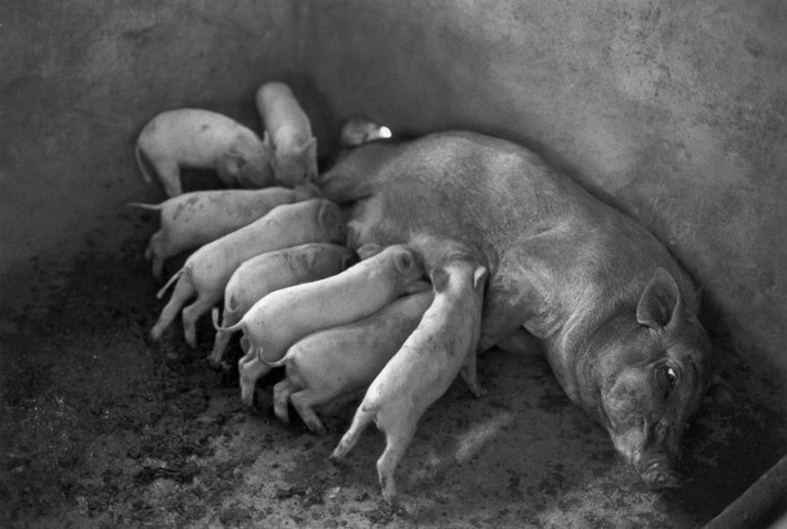 Đàn lợn của một gia đình nông dân. Ảnh: Ferdinando Scianna/ Magnum Photos.