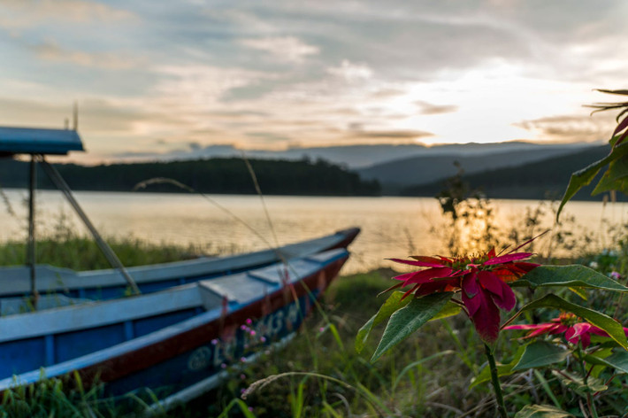 Hoa dại bên hồ Tuyền Lâm. Ảnh: Hans-Jörg Groß Christrose - 500px.com.