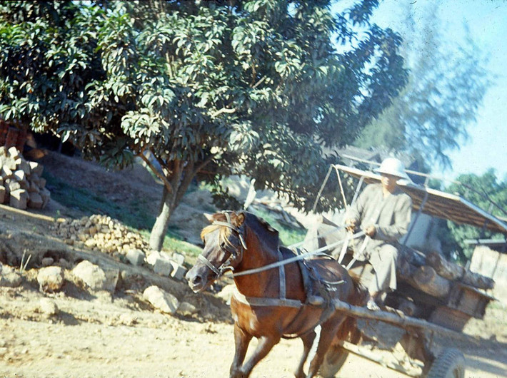 Xe ngựa trên đường phố Phan Rang. Ảnh: Michael's photos.