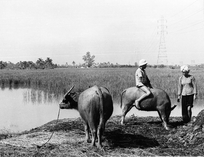 Khung cảnh vùng nông thôn ngoại ô Sài Gòn.