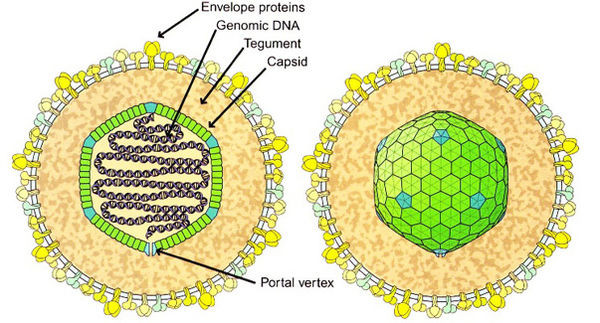 Virus Epstein-Barr (EBV) lây lan chủ yếu qua nước bọt. Đây là một loại virus phổ biến, 90% dân số thế giới đều bị nhiễm nhưng hầu hết vẫn khỏe mạnh và không hề có triệu chứng. Nghiên cứu cho thấy virus này gây 4 loại ung thư lympho và 2 loại ung thư biểu mô cùng một số dạng ung thư dạ dày.