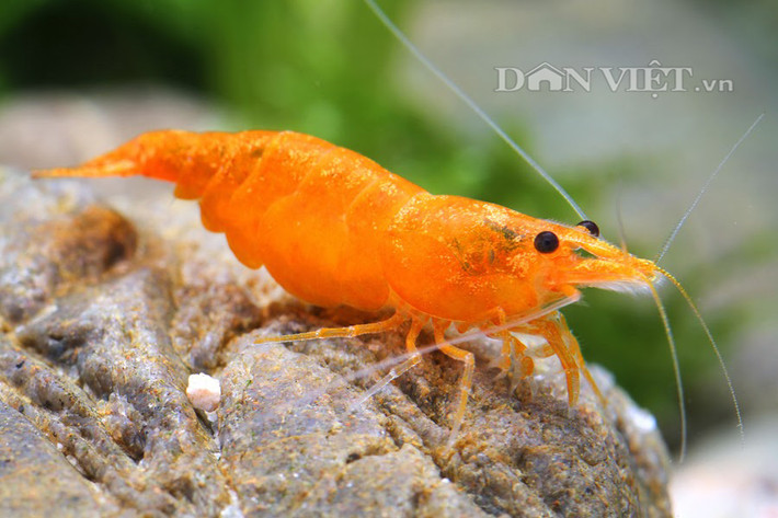 Nhiều người ở Hà Nội sẵn sàng bỏ ra bạc triệu để đầu tư bể tép cảnh 7 màu (hay còn gọi là vũ nữ 7 màu) để ngắm và mát xa tay, chân khi mệt mỏi. Chủ yếu tép cảnh 7 màu được nhập về từ Đài Loan.