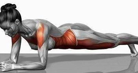 Động tác đo sàn (plank) nếu được thực hiện chuẩn chỉnh sẽ tập trung hiệu quả vào phần cơ bụng nhưng lại phải dùng gần như toàn bộ các cơ trên cơ thể, bao gồm cả cơ bụng giữa, cơ xiên, cơ bụng ngang (phần sâu nhất của bụng), cơ chạy dọc theo xương sống, cơ đùi, hông, một phần cơ chân dưới, ngực, cơ lưng và vai. Khi càng có nhiều cơ được sử dụng thì cơ thể không chỉ săn chắc hơn mà còn đốt được nhiều calo hơn.