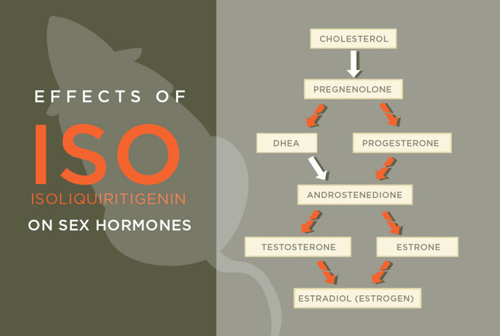 Phát hiện được công bố trên tạp chí Reproductive Toxicology rằng khi tiếp xúc với một lượng lớn isoliquiritigenin, các nhà nghiên cứu gọi ngắn gọn là “iso”, có thể ảnh hưởng đến aromatase – một enzyme có tác dụng biến đổi testosterone thành oestrogen.
