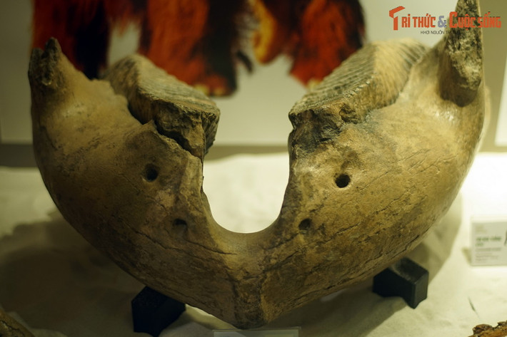 1. Đây là hóa thạch hàm dưới voi ma mút lông (Mamuthus primigenius), kỷ Pleistocene (774.000 năm trước), phát hiện tại Darmstadt, Đức, hiện vật của BT Hóa thạch Hà Nội. Voi ma mút là nhóm voi cổ nổi tiếng nhất do số lượng hóa thạch được phát hiện rất nhiều.