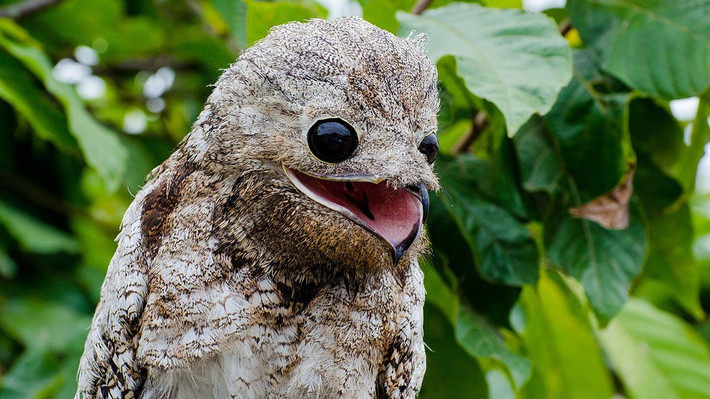 Potoo là một trong số ít những loài chim mà cả con trống và con mái đều có trách nhiệm với đời sống hôn nhân, đẻ xong liền thay nhau ấp trứng và nuôi con sau khi nở.