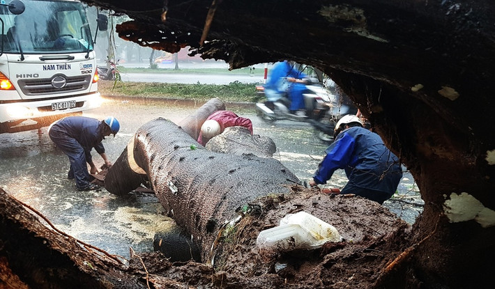 Chuyện ngâp lụt không những là điều quá quen thuộc ở Hà Nội mà còn ở TP HCM mỗi mùa mưa. Ảnh: Ông Nguyễn Văn Tân (58 tuổi, quê Đồng Tháp, tạm trú ở quận 7, TP.HCM) đi xe máy trên đường Nguyễn Văn Linh bị một cây xanh đường kính 2,3 m đè trúng. Nạn nhân được đưa đi cấp cứu nhưng hơn 30 phút sau đã tử vong trong đợt mưa cuối năm 2018.