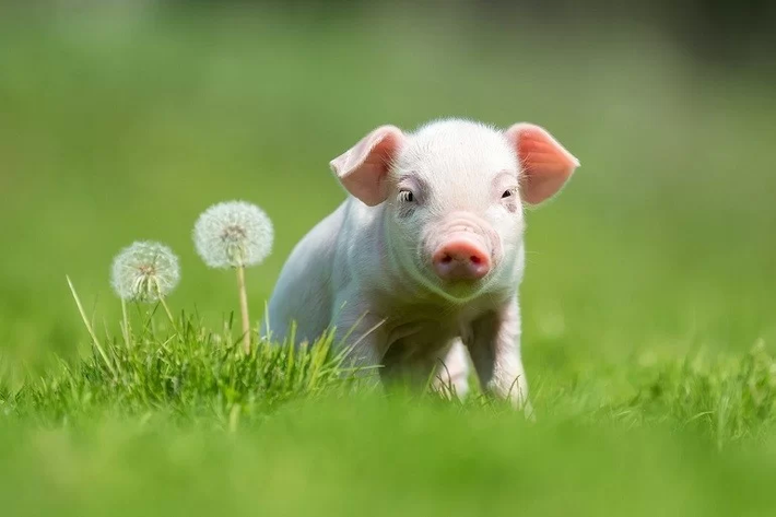 Không những có thu nhập từ lương bình thường mà còn có thể nhận được thêm thu nhập từ nguồn bên ngoài bất ngờ. Điều này sẽ khiến kinh tế của người tuổi Hợi phát triển, điều kiện đã được cải thiện đáng kể.