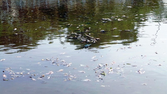 Nhiều ngày qua, trên kênh Nhiêu Lộc - Thị Nghè chảy qua các quận 1, 3, Tân Bình, Phú Nhuận và Bình Thạnh xuất hiện tình trạng cá chết hàng loạt. Theo quan sát vào chiều tối 29/7, nước kênh chuyển màu vàng đục, có bọt khí.