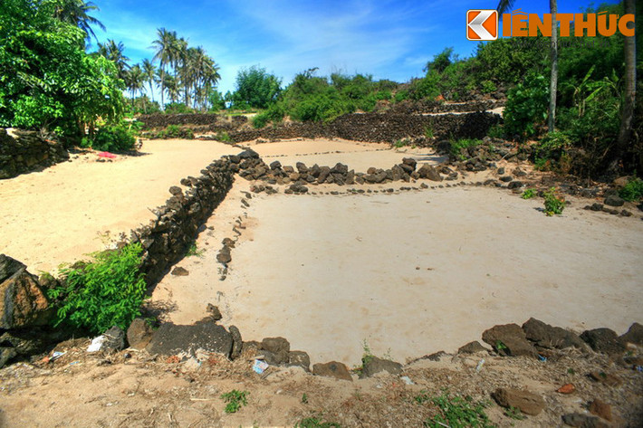 Do điều kiện đất đai cằn cỗi hơn nhiều so với đảo lớn, người dân đảo Bé Lý Sơn chỉ canh tác được một vụ tỏi mỗi năm.