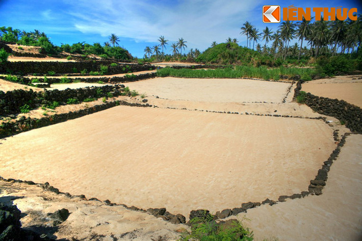 Những thửa ruộng bậc thang đặc biệt này hình thành do địa hình mấp mô của đảo Bé Lý Sơn.