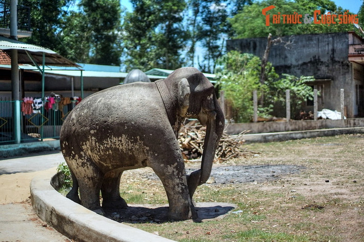 Cặp voi đá này được đặt đối xứng nhau ở trung tâm thành cổ, gồm một voi lớn và một voi nhỏ. Trong đó, voi lớn cao tới 2 mét, dài 2,4 mét, rộng 1 mét, đặt trên chân đế, được coi là tượng voi lớn nhất từng được biết tới của điêu khắc Chăm.