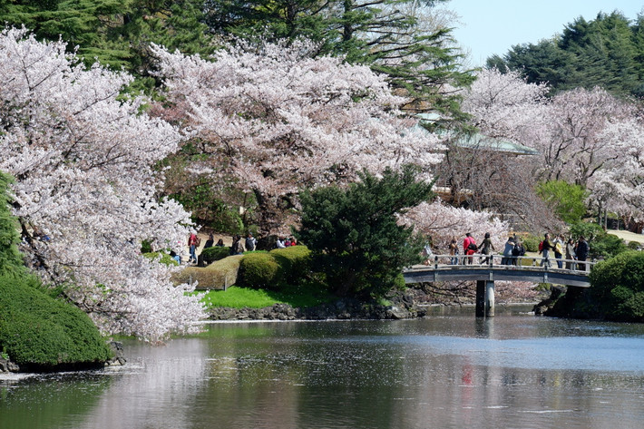 8. Vườn quốc gia Shinjuku Gyoen (Tân Tú Ngự Uyển, vùng đô thị Tokyo). Hoàn thành vào năm 1879 với tư cách một khu vườn Hoàng gia, Shinjuku Gyoen từng bị bom Mỹ phá hủy và được tái thiết vào năm 1949. Khu vực này có hơn 20.000 cây xanh, bài trí theo ba phong cách chính: Pháp, Anh và truyền thống Nhật Bản. Đây là điểm ngắm hoa anh đảo rất nổi tiếng. Ảnh: JAPAN Forward.