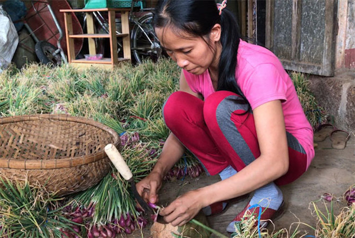 Bà Dương Thị Bảy (sinh 1963), ở thôn Thanh Thủy cho biết: " Ở đây gần như nhà nào cũng trồng hành, tỏi. Ít thì 2-3 sào (500m2/sào), nhiều thì 8-12 sào/hộ. Tiền đầu tư mua giống, phân,... trồng hành ở đây từ 10-12 triệu đồng/sào. Nếu không mất mùa thì trừ chi phí, lợi nhuận từ cây hành từ 2-4 triệu đồng/sào, còn được mùa thì cao hơn".