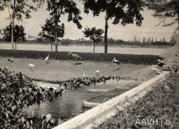 Các loài chim quý dược nuôi ở công viên bên bờ sông Hương, 1936.