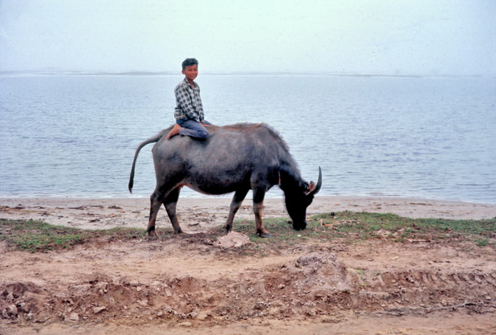 Chú bé chăn trâu ở Quảng Trị. Ảnh: Edward Palm.