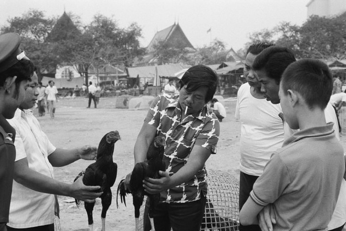 Những chú gà chọi chuẩn bị lên sới. Ảnh: Hiroji Kubota/ Magnum Photos.