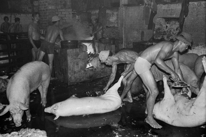 Cảnh giết mổ lợn trong xưởng. Ảnh: Hiroji Kubota/ Magnum Photos.