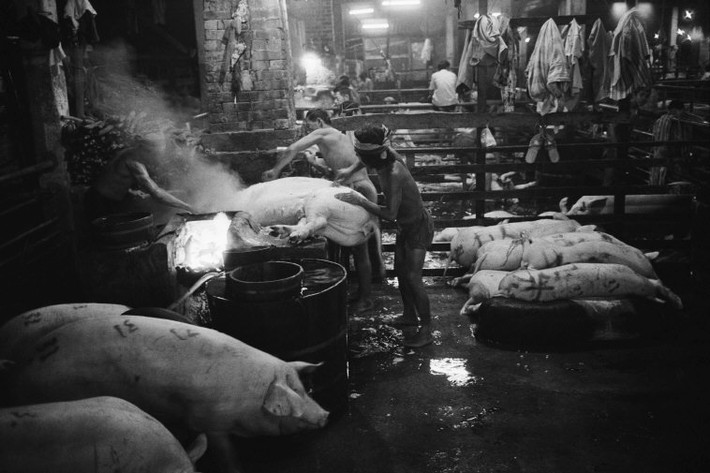 Bên trong một cơ sở giết mổ lợn. Ảnh: Hiroji Kubota/ Magnum Photos.