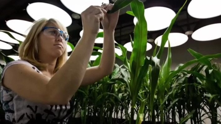 Con đường để cộng đồng chấp nhận thực phẩm GMO đang như là một ngọn núi dốc ngược rất khó vượt qua. Trong vòng 2 thập kỷ kể từ khi thực phẩm GMO xuất hiện trên thị trường thì sự căm ghét được thể hiện mỗi khi đề cập đến thực phẩm biến đổi gen là minh chứng rất rõ cho điều này. (Ảnh: aljazeera)