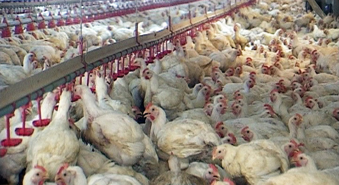 Gà có vân màu trắng là do được nuôi trong những trang trại tập trung. Người chăn nuôi phải xuất chuồng hàng loạt nên họ tìm mọi cách để gà lớn càng nhanh và càng to càng tốt. Do vậy, thịt gà nhiều mỡ hơn.