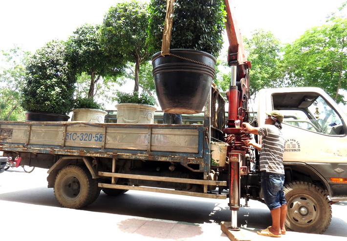 Các chậu cây cảnh của khách sạn 5 sao này cũng bị lực lượng chức năng lập biên bản cưỡng chế, cẩu về trụ sở.