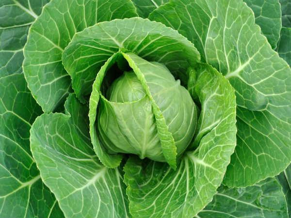Bắp cải là một loại rau chứa nhiều dinh dưỡng như chất xơ,folate, đồng, vitamin B1, B, C, K và kali. Ngoài ra còn có canxi, sắt, choline, vitamin B5... Trong các bài thuốc tại nhà, cải bắp được dùng để trị đau sưng, viêm khớp, đau khớp, ung nhọt, bong gân, chữa bệnh gout...vì loại rau này có đặc tính kháng viêm.