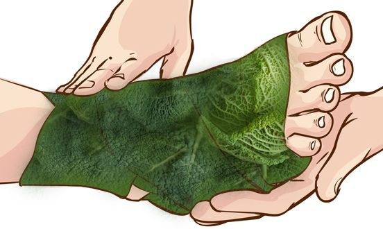 Nhiệt độ cơ thể sẽ làm lá bắp cải ấm lên và trong quá trình đó, một số hợp chất trong lá bắp cải sẽ ngấm vào da. Bài thuốc này được cho là có tác dụng làm tan các tinh thể axit uric gây đau khi bị bệnh gout. Ít nhất thì cách chữa bệnh gout bằng lá bắp cải này cũng có tác dụng làm giảm viêm sưng.