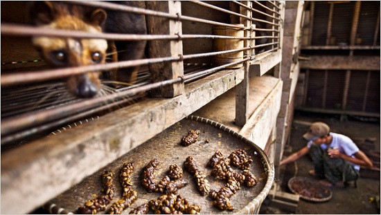 Cà phê chồn Kopi Luwak là những hạt cà phê được “lên men “ trong bụng cầy hương. Con vật này rất thích ăn hạt cà phê nhưng không tiêu hóa hết. Vì hương vị rất ngon và số lượng không nhiều nên cà phê chồn được bán với giá rất đắt.