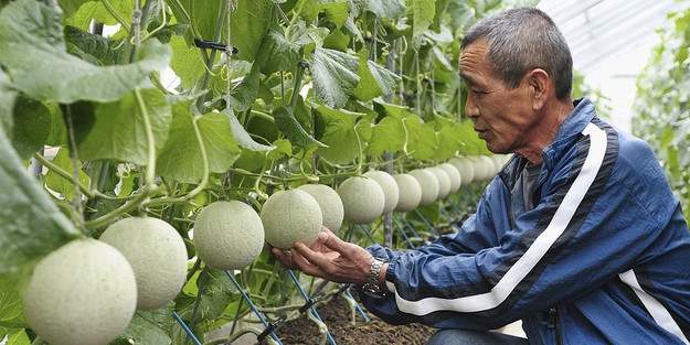 Nhiều người nói rằng một khi đã ăn những loại trái cây Nhật Bản này thì vị giác đối với các loại quả thông thường khác sẽ trở nên mờ nhạt, bạn sẽ không còn thấy các loại quả thường khác ngon nữa. (Nguồn ảnh: Buzzfeed)