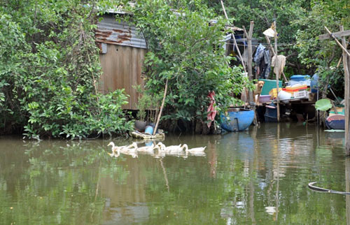 Cuộc sống của ông Phương gắn liền với “ốc đảo”. Buổi sáng lùa đàn vịt đi ăn, rãnh rỗi thì chài lưới kiếm cá bán và cải thiện bữa ăn. Rồi lại về căn chòi ngủ nghỉ.