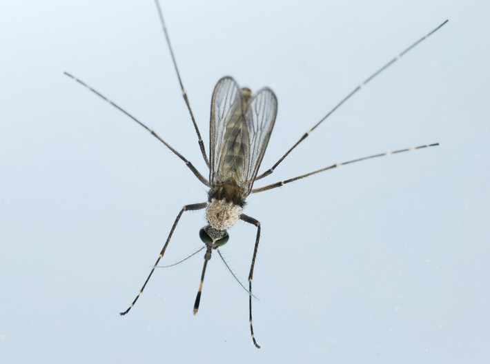 Sốt Oropouche: Virus Oropouche thường chỉ gây sốt tự giới hạn kèm theo mất cảm giác thèm ăn, đau đầu, nôn mửa nhưng cũng có thể gây viêm não cấp. Virus này được lây truyền qua muỗi Culex với phạm vi phân bố còn rộng hơn muỗi Aedes truyền virus Zika. Điều này khiến sự lan tràn của dịch sốt Oropouche từ vùng Amazon sang Nam Mỹ rất đáng lo ngại.