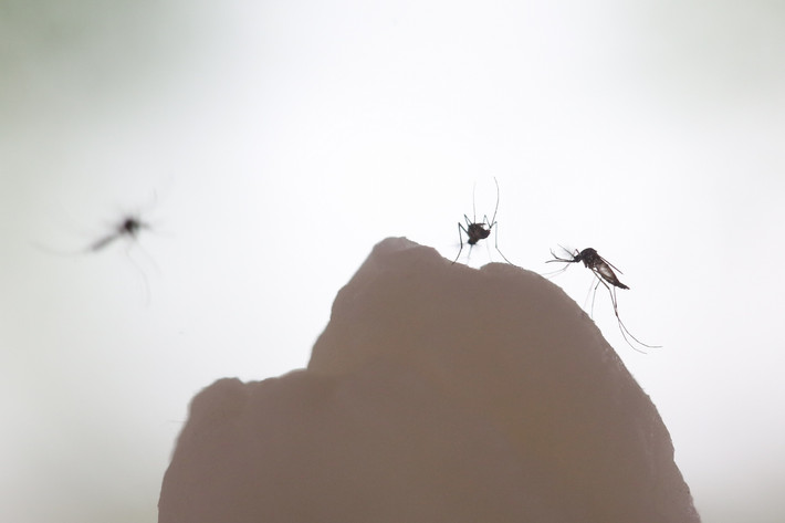 Sốt Mayaro xảy ra khi bị muỗi Aedes đốt, đặc điểm là sốt, đau, mẩn ngứa. Mặc dù từng xuất hiện ở phía Bắc Nam Mỹ nhưng sau đã lan sang cả Haiti sau trận động đất năm 2010.