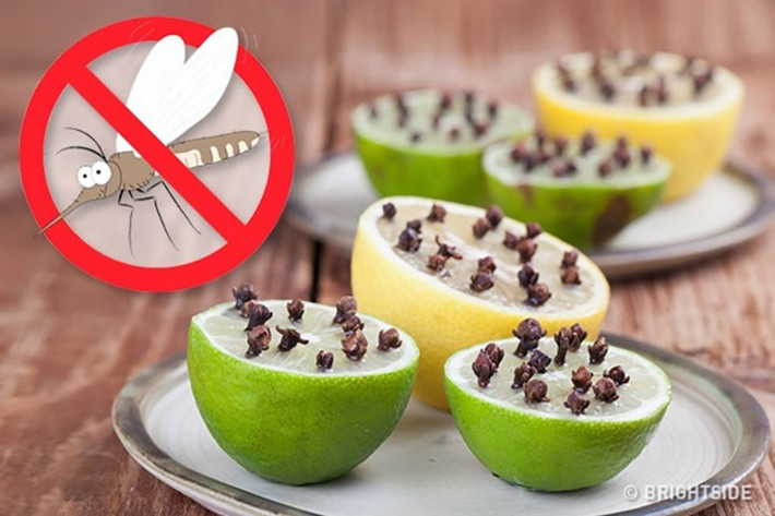 Đuổi côn trùng: Kiến, ruồi, muỗi và các loài côn trùng khác sẽ bị xua đuổi bởi mùi chanh. Bạn hãy để thêm các cây đinh hương vào miếng chanh để có hiệu quả lớn hơn.