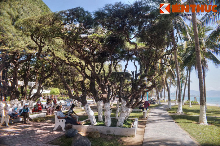 Nghỉ chân dưới bóng mát của hàng phi lao, đắm chìm trong không gian khoáng đạt của biển trời Nha Trang, du khách sẽ có cảm giác thư thái tột bậc.