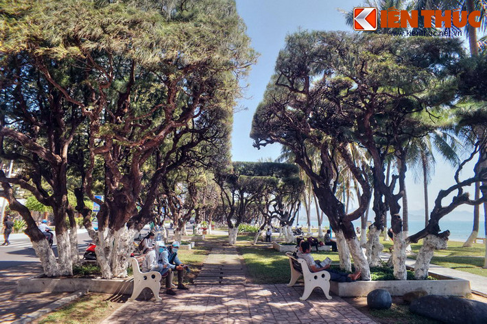 Nghỉ chân dưới bóng mát của hàng phi lao, đắm chìm trong không gian khoáng đạt của biển trời Nha Trang, du khách sẽ có cảm giác thư thái tột bậc.