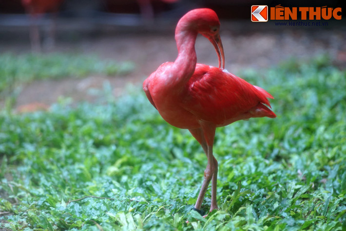 Trong số các loài chim được nuôi ở Thảo Cầm Viên Sài Gòn, cò quăm đỏ là một loài chim rất đặc biệt.