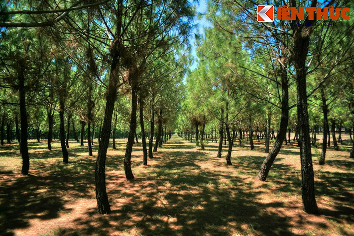 Xung quanh khuôn viên đàn Nam Giao được nhà Nguyễn cho trồng rất nhiều thông, loài cây tượng trưng cho khí phách người quân tử theo quan niệm Nho giáo.