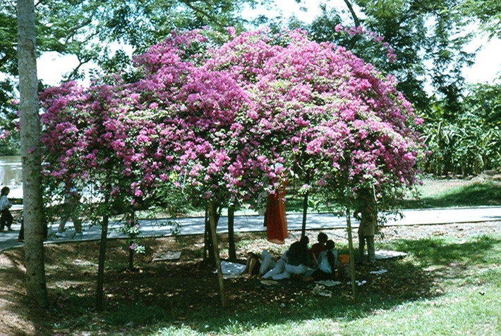 Người dân nghỉ ngơi dưới bóng cây trong Thảo Cầm Viên.
