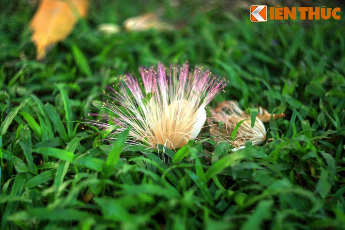 Hoa bàng vuông mang vẻ đẹp kiêu sa với những cánh hoa trắng nhỏ nhắn bao bọc hàng trăm nhụy dài tha thướt có màu ngả từ trắng đến phơn phớt hồng.