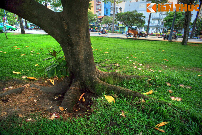 Dù tuổi đời còn rất "trẻ" nhưng cây đã có vòng thân khá lớn, bộ rễ mập mạp tỏa rộng, bám chắc vào mặt đất.
