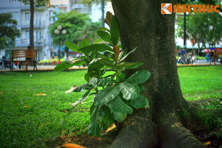 Mang tinh thần bất khuất, hiên ngang như những người lính đảo, loài cây này bám sâu vào nền đất đá, san hô, chống chọi được với sự mặn mòi của biển, những trận bão kinh hồn.