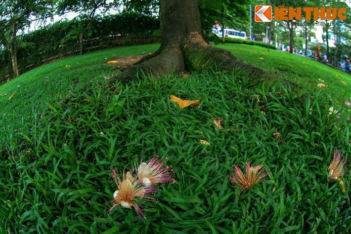 TP.HCM dự định sẽ chọn những vị trí đẹp hai bên đường Hoàng Sa và Trường Sa để trồng thêm nhiều cây bàng vuông và phong ba chuyển từ Trường Sa về.