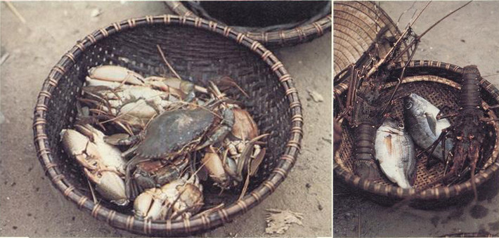 Các loại hải sản đánh bắt được ở Quảng Bình.