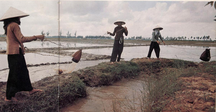 Tát nước bằng gàu sòng ở Thái Bình.