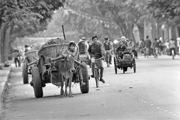 Công nhân xây dựng chở đất cát bằng xe bò ở trung tâm thành phố, ngày 21/3/1973.
