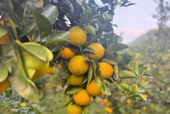 Cam giòn Đồng Lộc rực rỡ mùa vàng, nâng cao giá trị kinh tế địa phương
